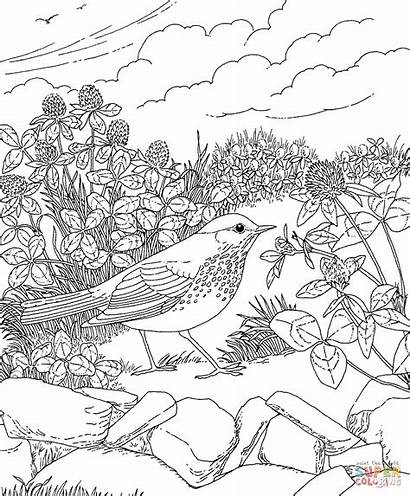 Coloring Forest Pages Printable Rainforest Thrush Vermont