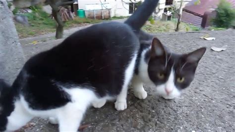 雑草を食べてる子猫を撮ってたら何か野良猫が集まってきた。 Youtube