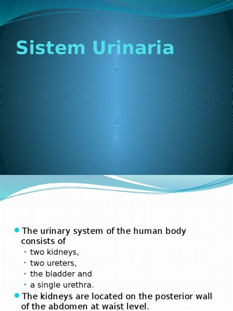 A través de la orina se eliminan del organismo los desechos nitrogenados del metabolismo (urea, creatinina, ácido úrico) y otras sustancias tóxicas. Anatomi Sistem Urinaria | Urinary Bladder | Kidney