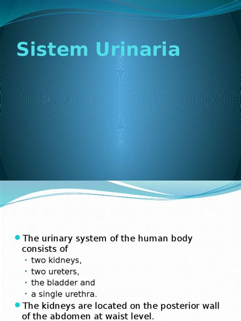 • ren • ureter • vesica urinaria • urethra. Anatomi Sistem Urinaria | Urinary Bladder | Kidney