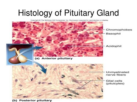The Pituitary Gland The Master Gland That Regulates Stress Hormones