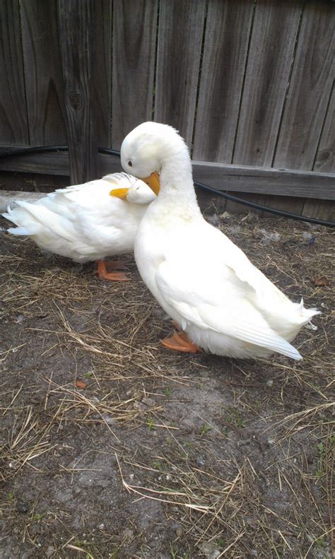 Sexing Pekin Ducks Backyard Chickens Learn How To Raise Chickens