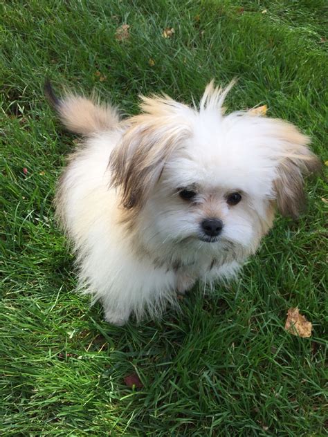 Shih tzu pomeranian mix puppies only grow to be 7 or 12 inches tall. Shiranian- reminds me of my lil guy! | Cute dogs, Cute dog mixes, Cute animals