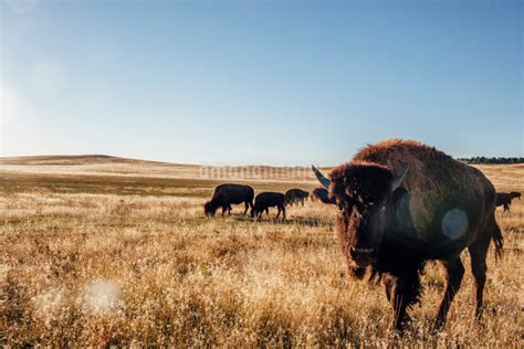 American Bisons Grazing On Field Against Clear Skyの写真素材 Fyi03703657