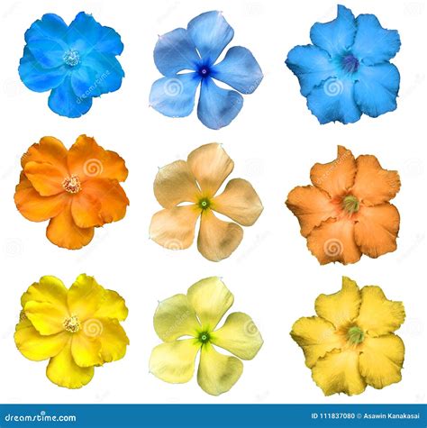 Colorful Flower Isolated Stock Photo Image Of Bloom 111837080