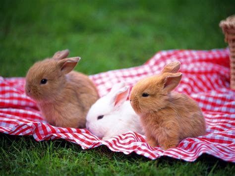 Insight Rabbit Baby Dwarf Rabbits Know How To Raise These Charming