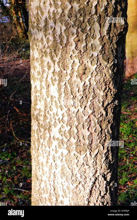 White Poplar Tree Bark