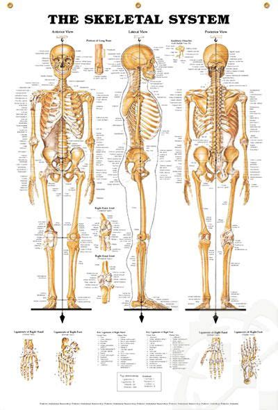 The Skeletal System Enlarged Chart 42x62 Human Skeleton Anatomy
