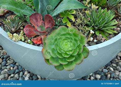 Assorted Cacti Planter Stock Photo Image Of Nature Plant 73755484