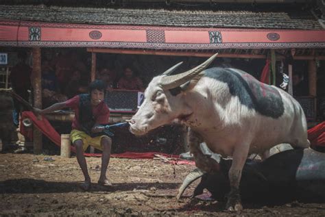 Tana Toraja Buffalo Sacrifice Funeral Ritual Stock Photos Pictures