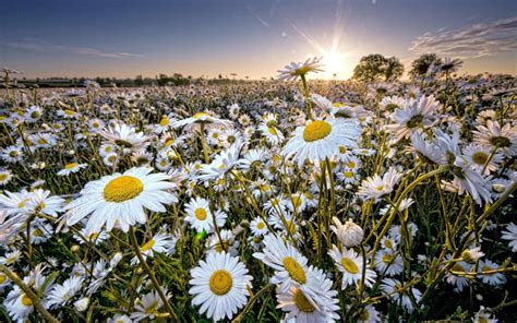 Chamomile Fields Wallpapers High Quality Download Free