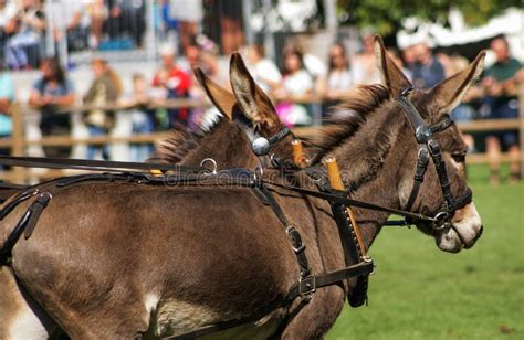 Donkeys Pulling A Carriage Stock Photo Image Of Cart 115518900