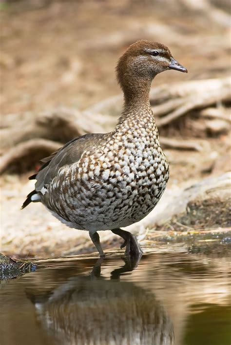 Australian Wood Duck Maned Duck Or Maned Goose Chenonetta Jubata