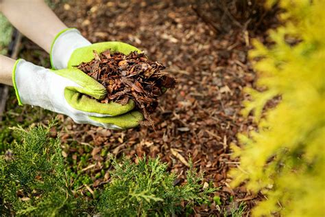 How To Choose The Right Type Of Mulch Soil Kings