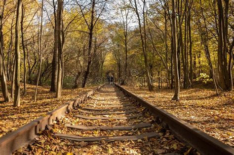 Railroad Surrounded By Autumn Forest Stock Photo Image Of Fresh
