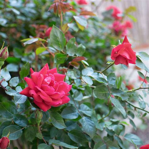 Red Rose Plant Santhi Online Plants Nursery