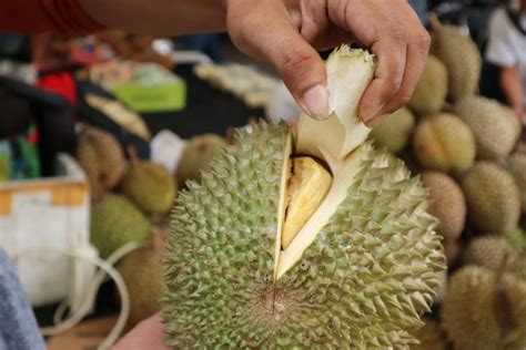 Malaysia expects durian production to pass 440,000 tonnes by 2030 and plans are being made to maximise the fruit's potential. Beginilah jika Juara Durian Malaysia Ditanam di Indonesia