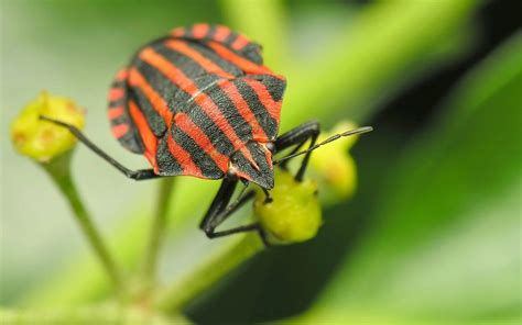 Insects Wallpapers Wallpaper Cave
