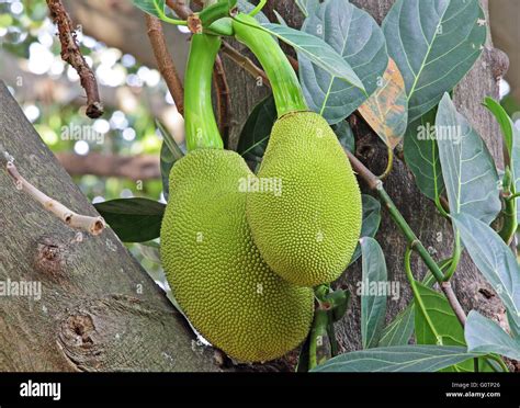 Close Up De Frutos De Jack Artocarpus Heterophyllus De La India