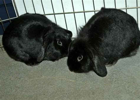 French Lop Rabbit Care Sheet Here Bunny