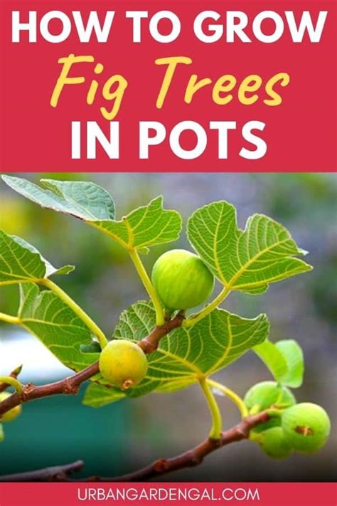 How To Grow Fig Trees In Containers Urban Garden Gal