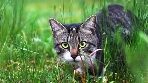 Cute Black Kitten Is Walking On Green Grass With Yellow