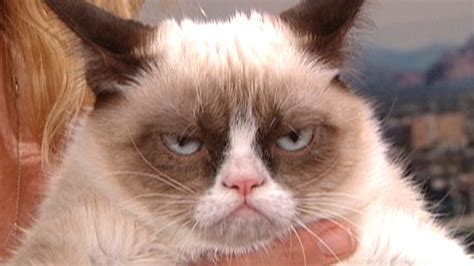 Grumpy Cat Becomes Internet Sensation Latest News Videos
