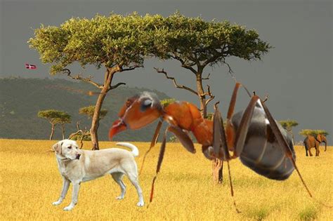 These are located externally, not inside the ant's mouth. I find the pictures of ant and dog. and I put it inside ...