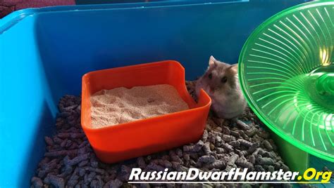 How To Create A Sand Bath For Dwarf Hamsters 5 Steps