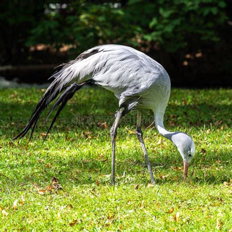 The Blue Crane Grus Paradisea Is An Endangered Bird Stock Photo