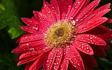 Red Gerber Flower Leaves With Drops Of Water Hd Wallpaper Download For
