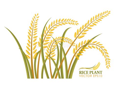 Rice Plant Isolate On White Background Vector Design Stock Vector - Illustration of bread ...