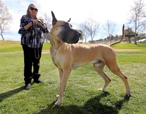 Why This Great Dane From Murrieta Won Best Of Breed At The