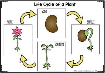 Plants Unit Living Things And Plant Life Cycles Distance Learning