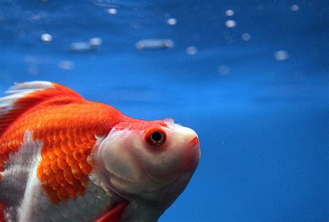 Giant Goldfish Invade Lake Tahoe Redneck Headlines