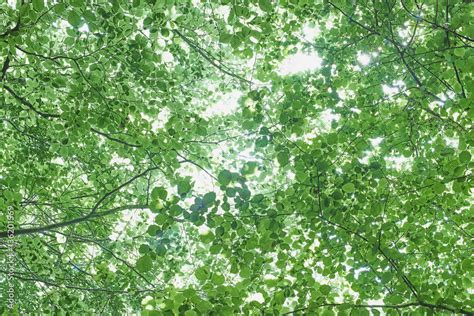Abstract Tree Canopy Leaves Looking Up Into Bright Light Stock Photo