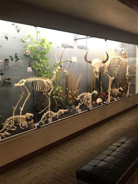 The Museum Of Osteology Hamilton Historical Records