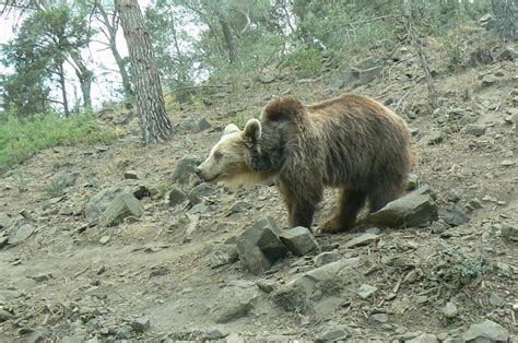 Ecozonia European Brown Bear Zoochat