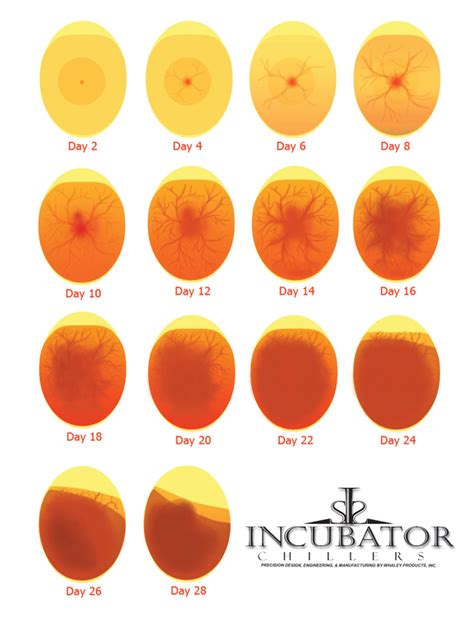 Indoors they may survive for 10 years or more. How do farmers know when there's a chicken in the egg? - Quora