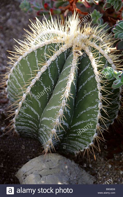 Cactus Cactaceae Hi Res Stock Photography And Images Alamy