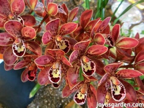 Cymbidium Orchid Care