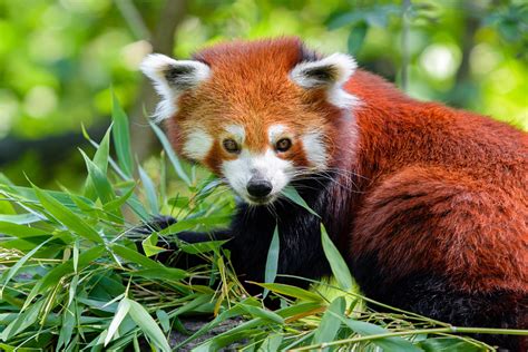 Red Panda Ailurus Fulgens Free Stock Photo Public Domain Pictures