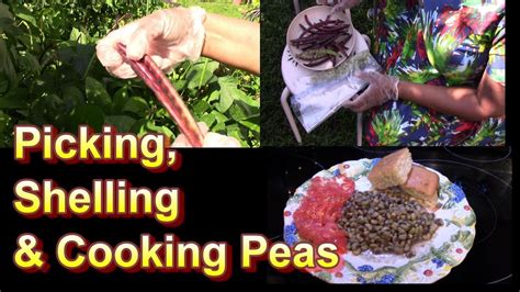 How To Pick Shell And Cook Pinkeye Purple Hull Peas An Old Southern