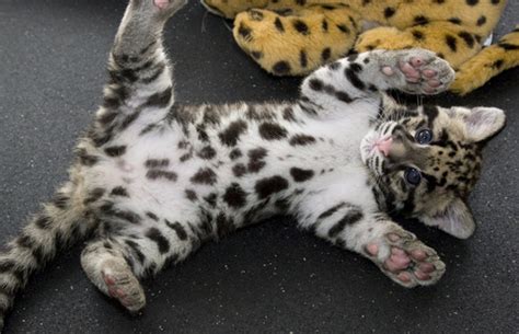 Clouded Leopard Kittens Baby Animal Zoo