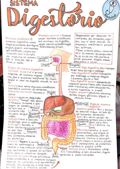 Sistema Digestório Resumo Anatomia Humana I