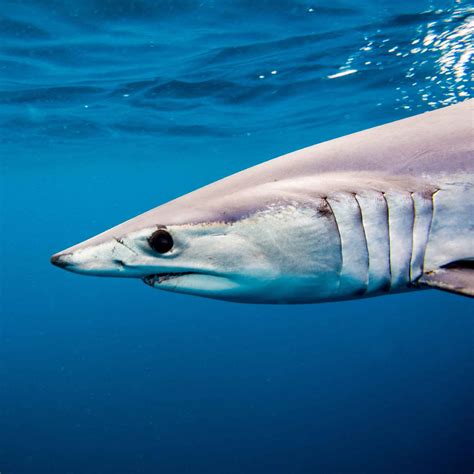All About Mako Sharks 4ocean Cause Of The Month July 2023