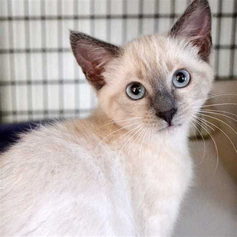 Hope Is A Lilac Point Siamese Kitten Who Is Very Engaged With People
