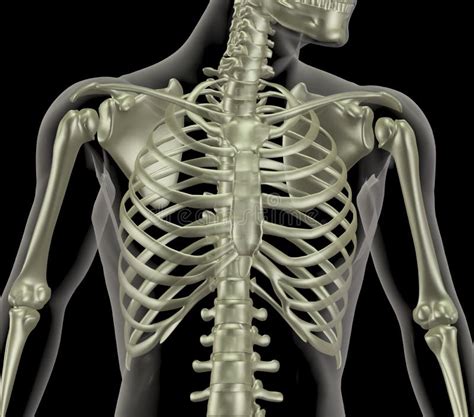 Skeleton Showing Close Up Of Rib Cage Stock Illustration Image 16216992