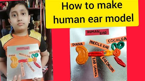 How To Make Ear Model How To Make Human Ear Model At Home Human Ear