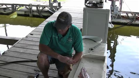 pbo tip of the week cleaning and cooking striped bass youtube
